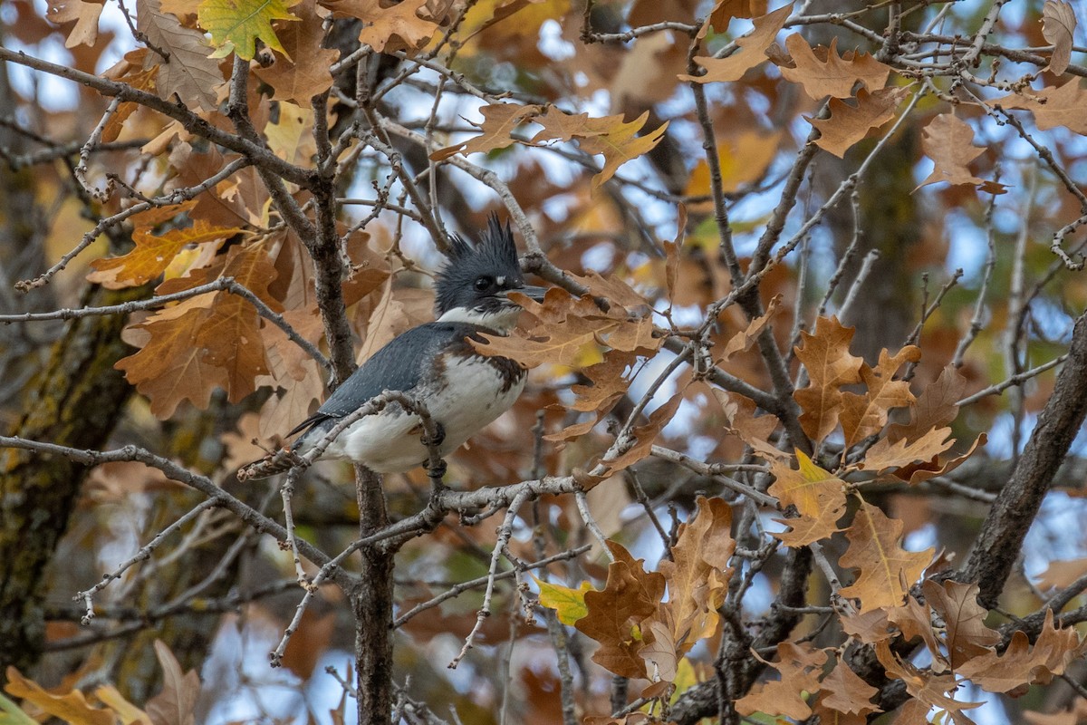 Belted Kingfisher - ML310911511