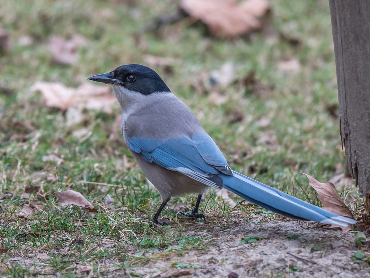 Azure-winged Magpie - eBird