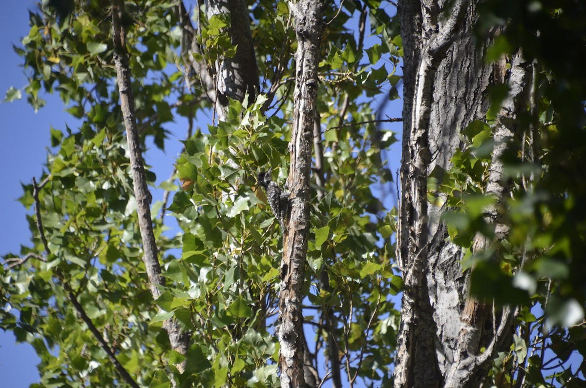 Striped Woodpecker - ML310917861