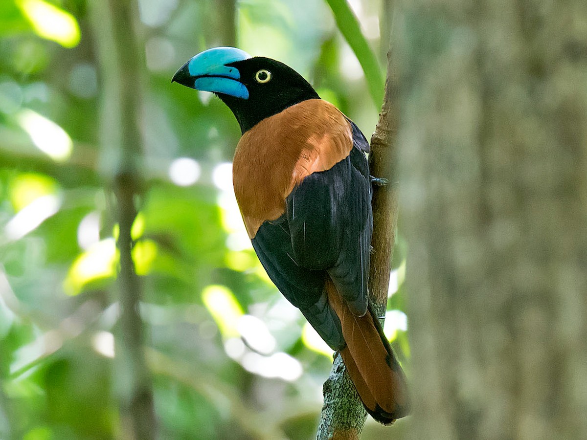 Helmet vanga - eBird