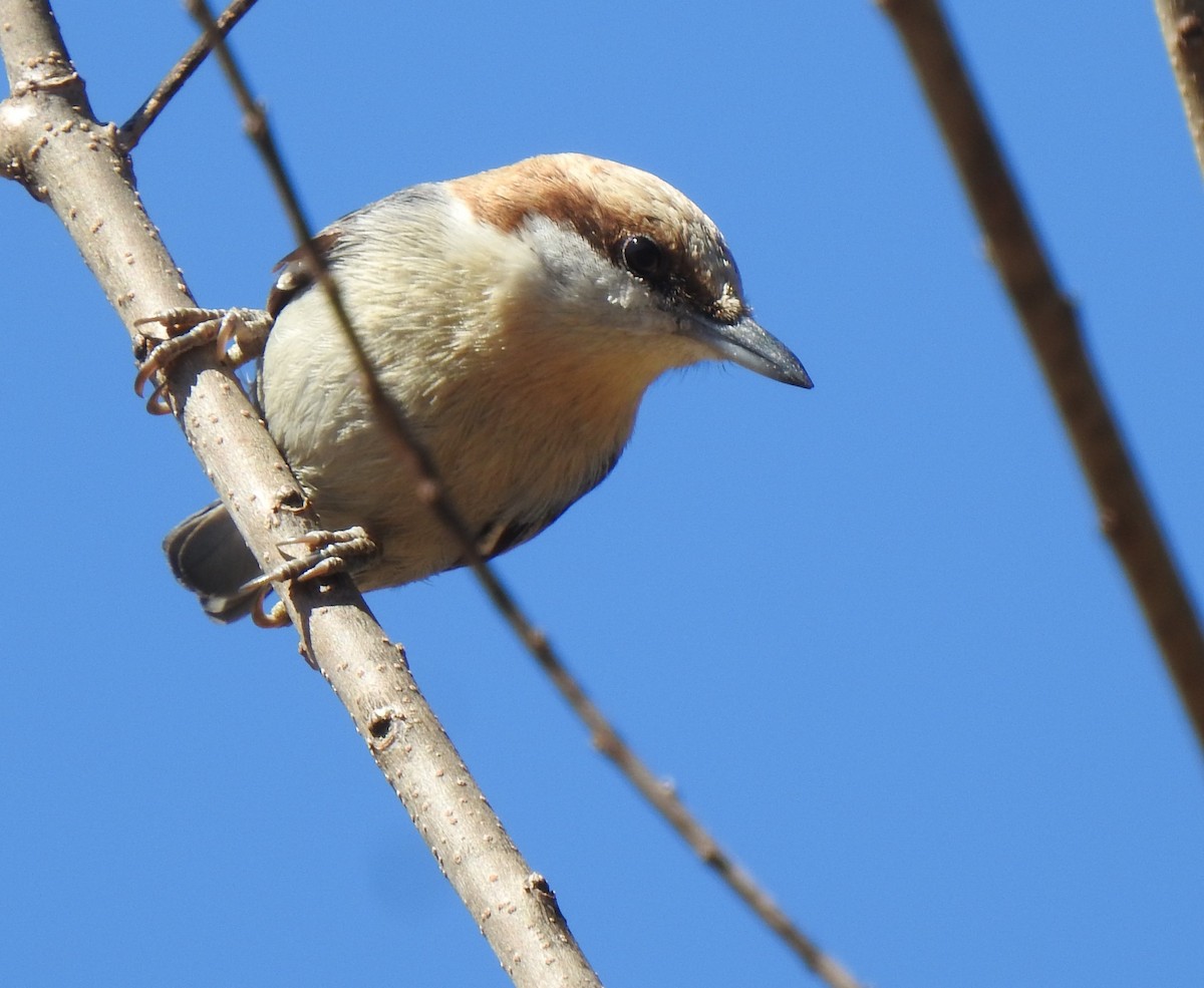 Brown-headed Nuthatch - ML310923901