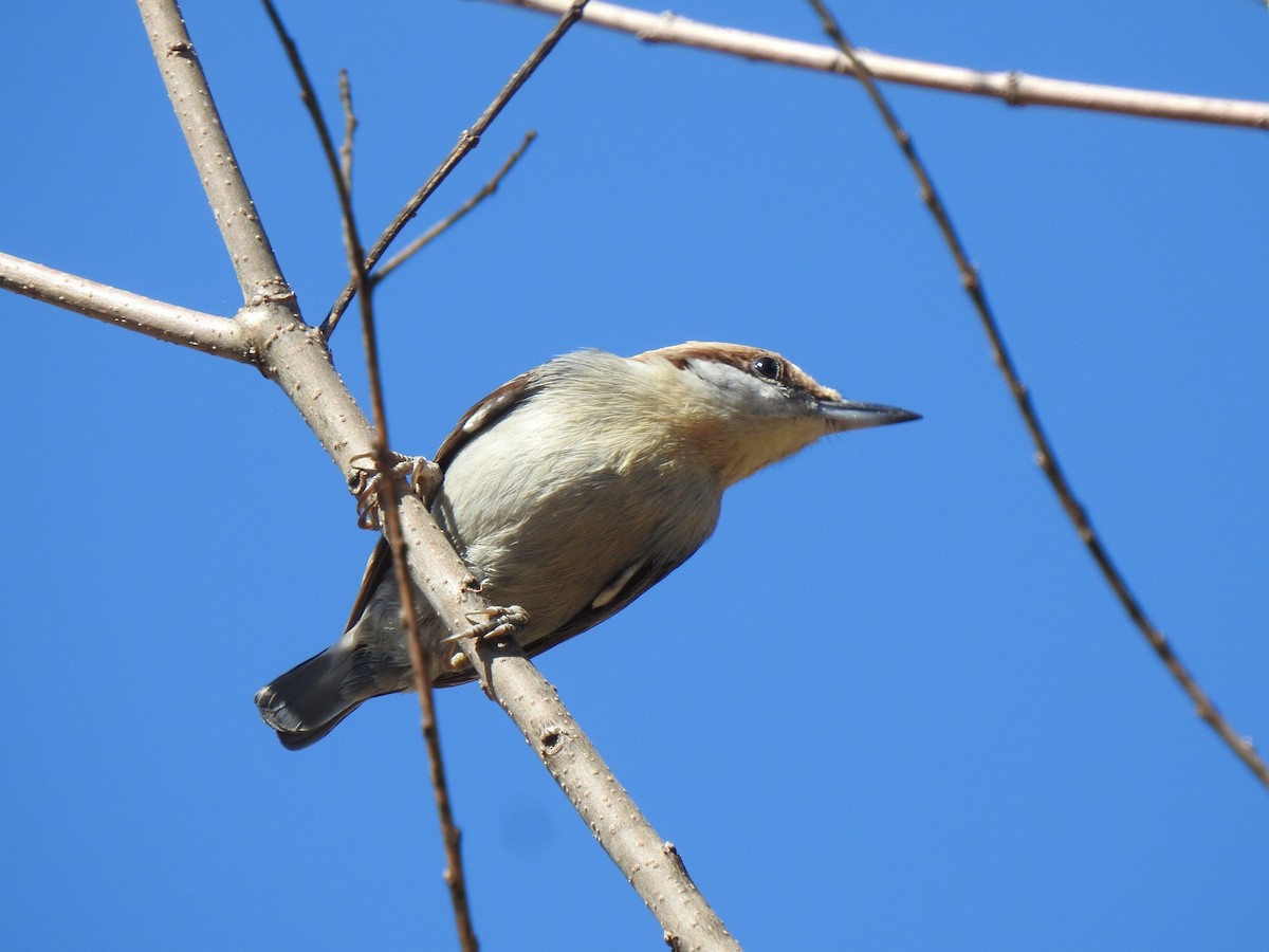 Brown-headed Nuthatch - ML310924241