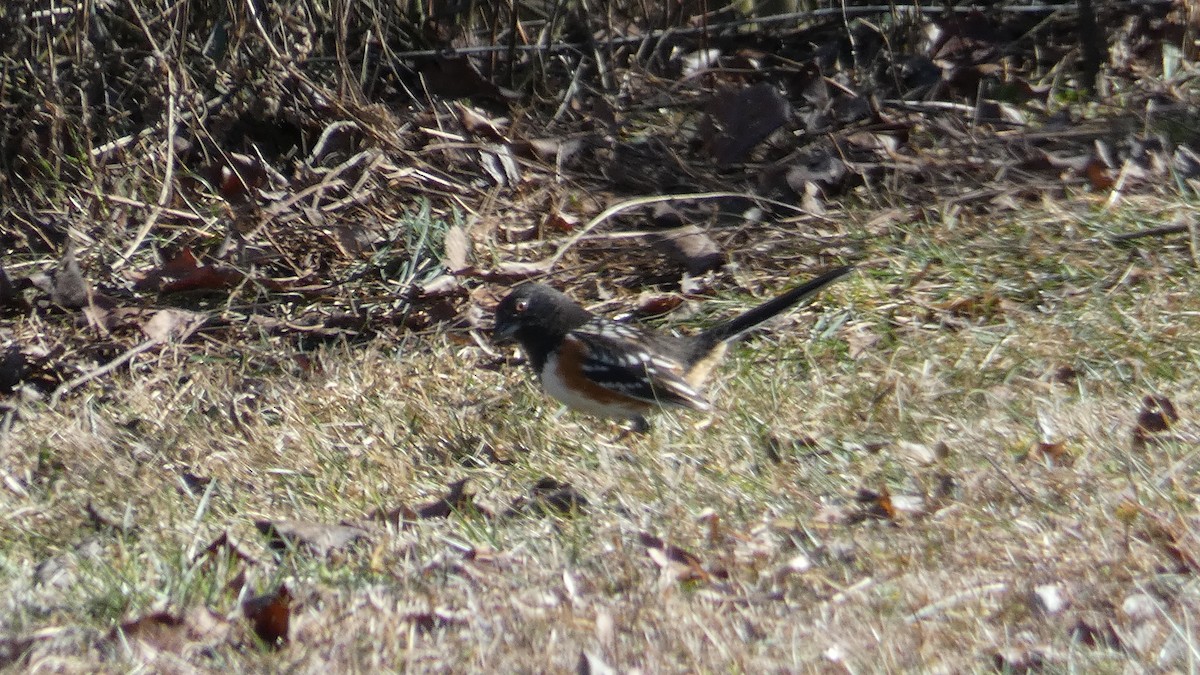 Spotted Towhee - ML310926381