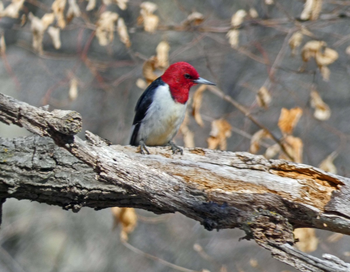 Red-headed Woodpecker - ML310927771