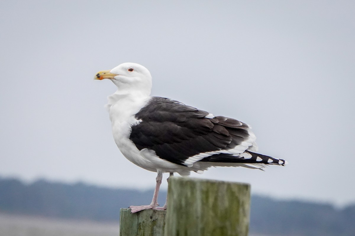 Great Black-backed Gull - Gretchen Locy