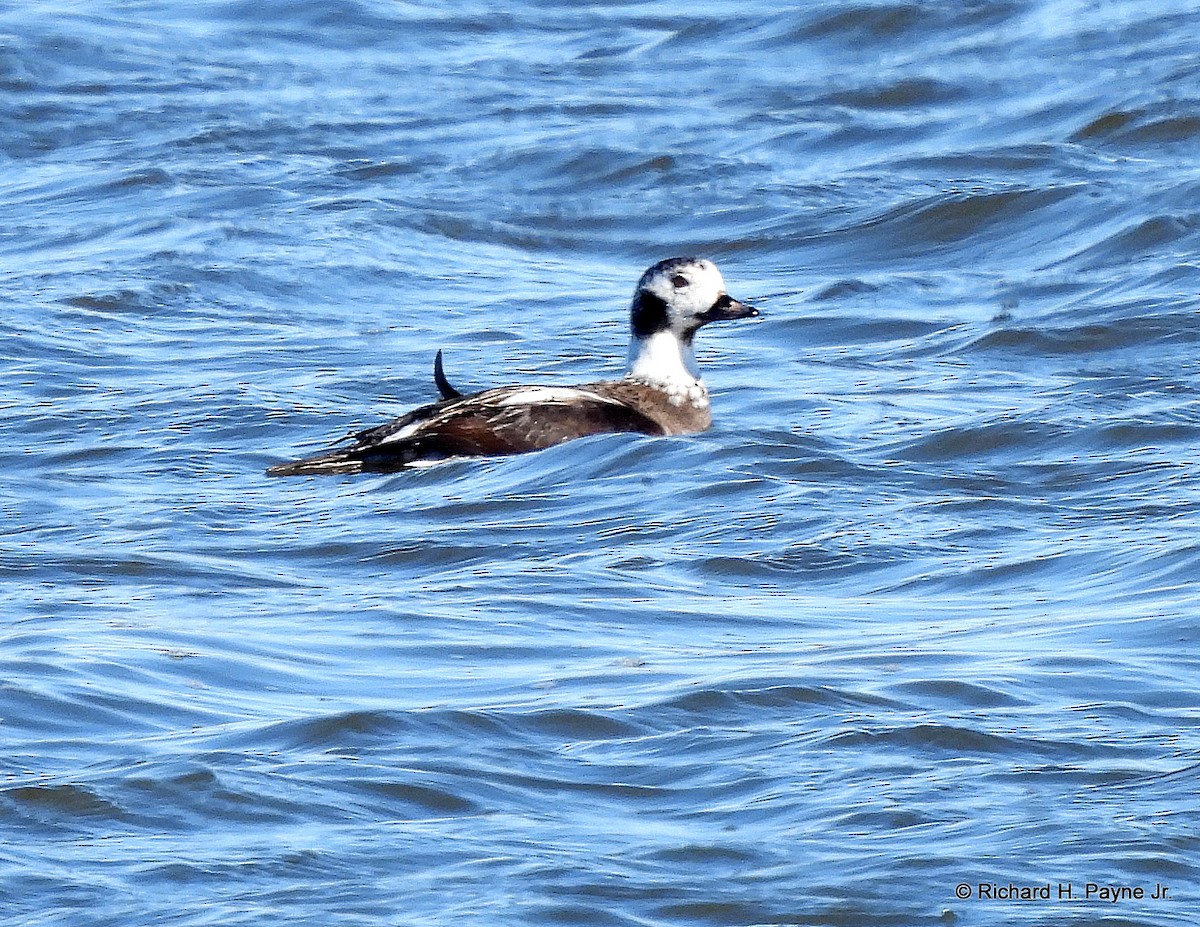 Long-tailed Duck - ML310935651