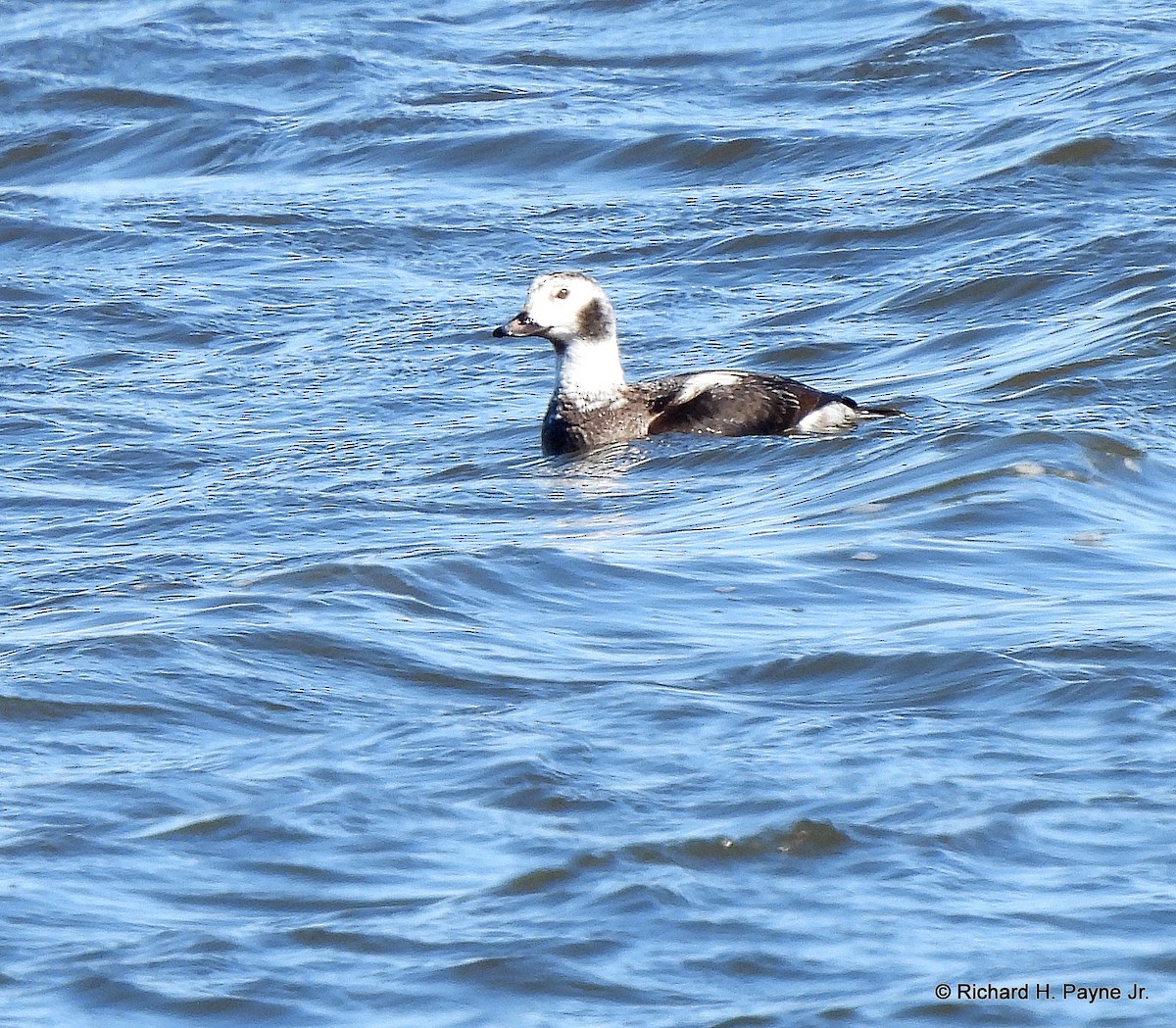 Long-tailed Duck - ML310935661