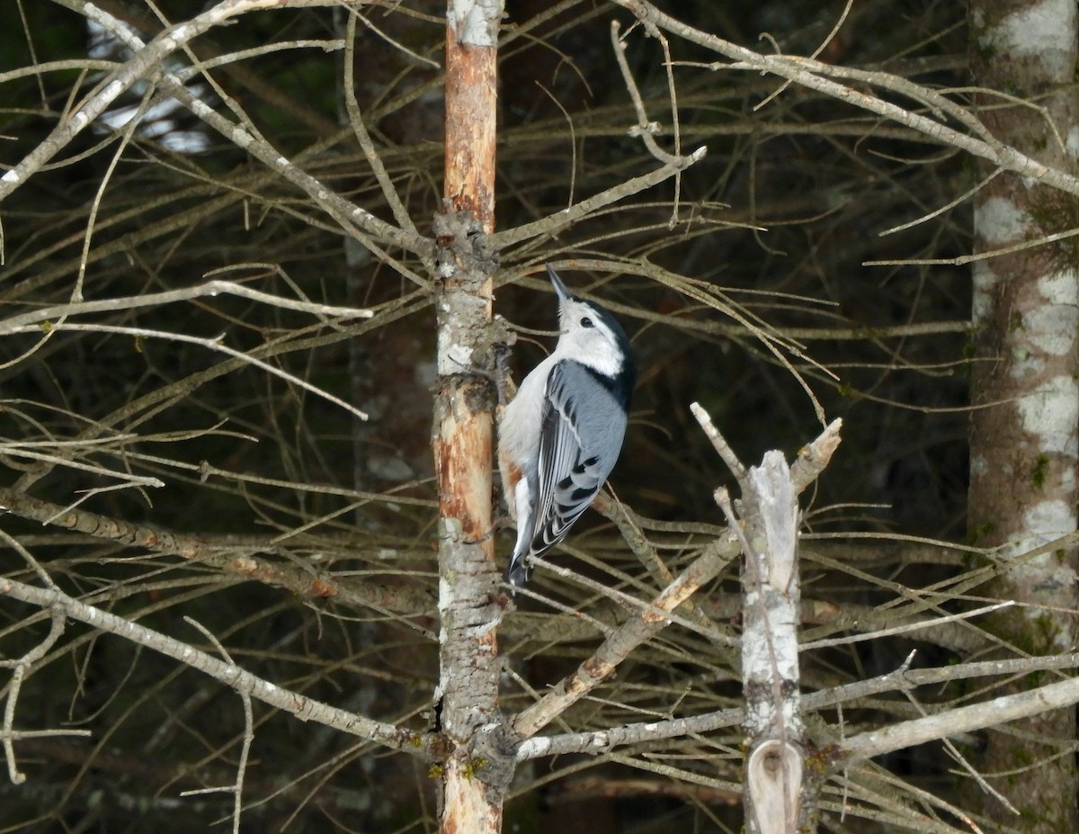 White-breasted Nuthatch - ML310941331