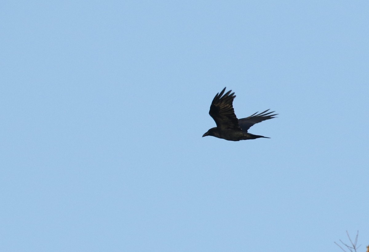 Common Raven - ML310944151