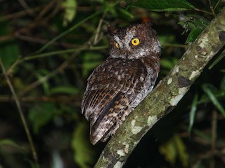 Luzon Scops-Owl - Otus longicornis - Birds of the World