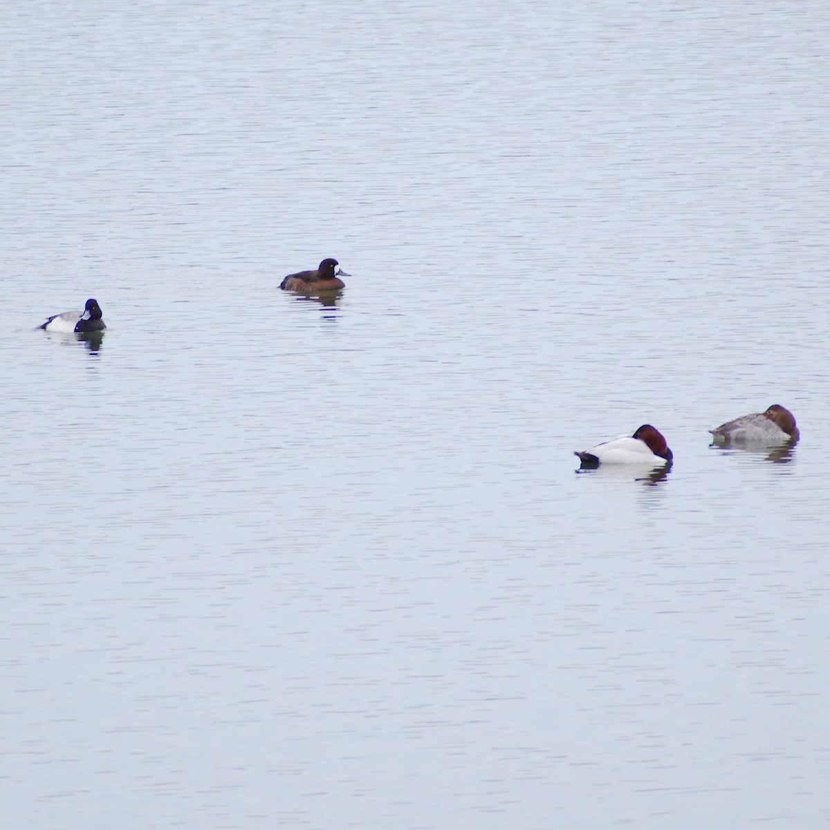 Greater Scaup - ML310951741