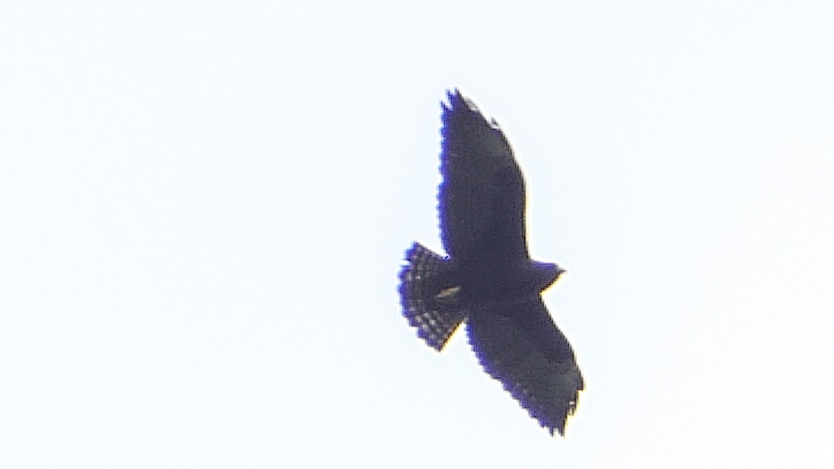 Short-tailed Hawk - Roberto  Garrigues