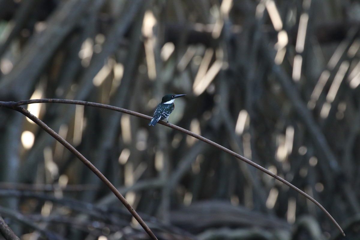 Green Kingfisher - MARN DEB