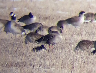 Greater White-fronted Goose, ML310969271