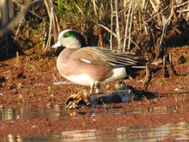 American Wigeon