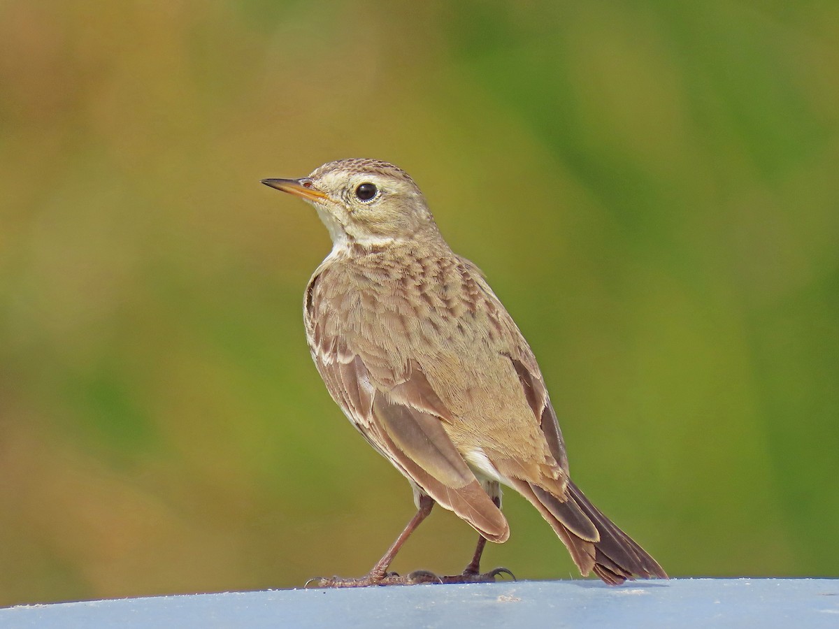 American Pipit - Tom Edell