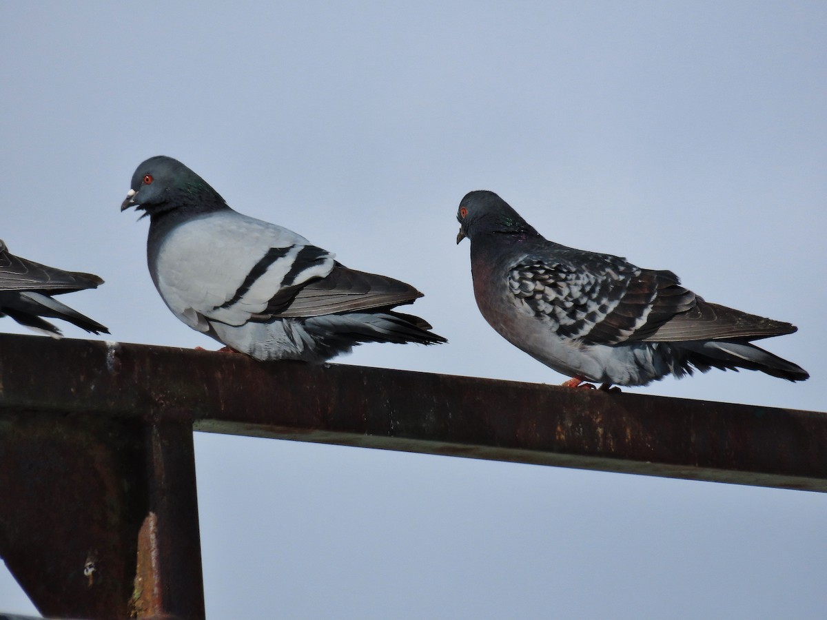 Rock Pigeon (Feral Pigeon) - Craig Johnson