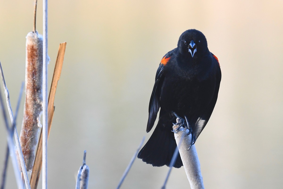 Red-winged Blackbird - ML310981721