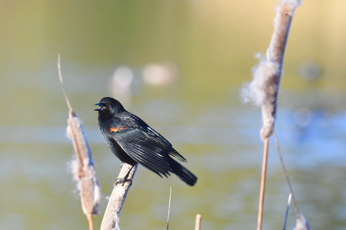 Red-winged Blackbird - Della Alcorn