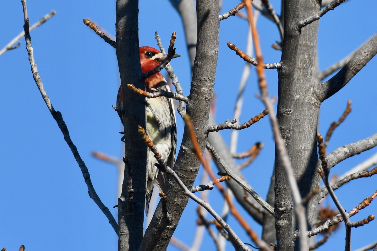 Red-breasted Sapsucker - ML310982341