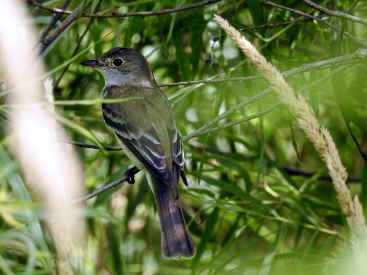 Willow Flycatcher - Jack Coulter