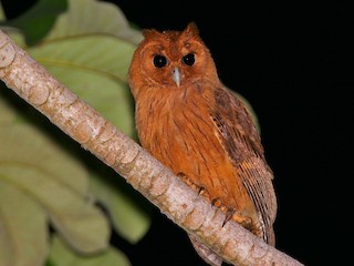 Jamaican Owl - Asio grammicus - Birds of the World