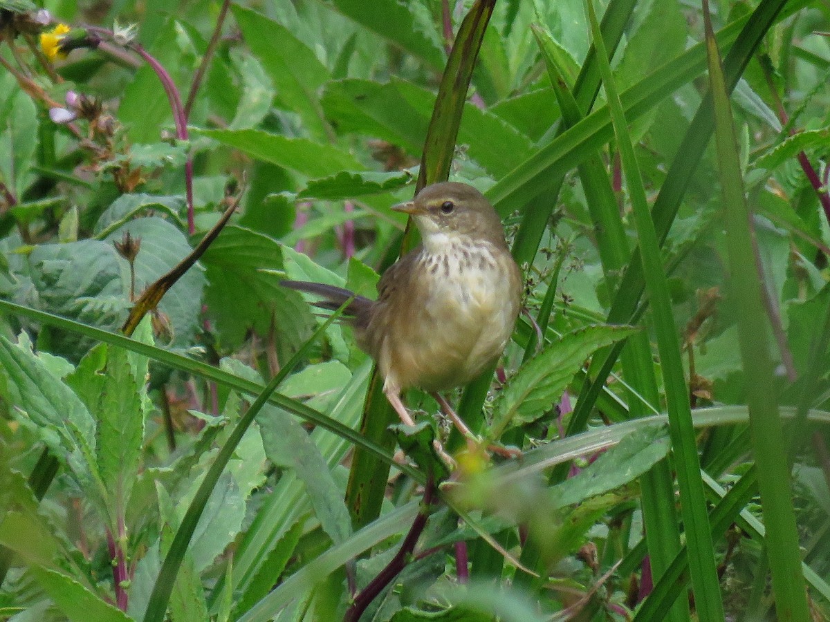 Grauer's Swamp Warbler - Bradypterus graueri - Birds of the World