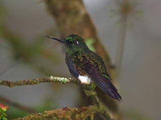  - Colorful Puffleg