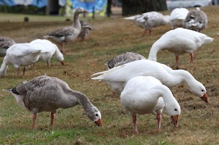 Graylag Goose, ML310997591
