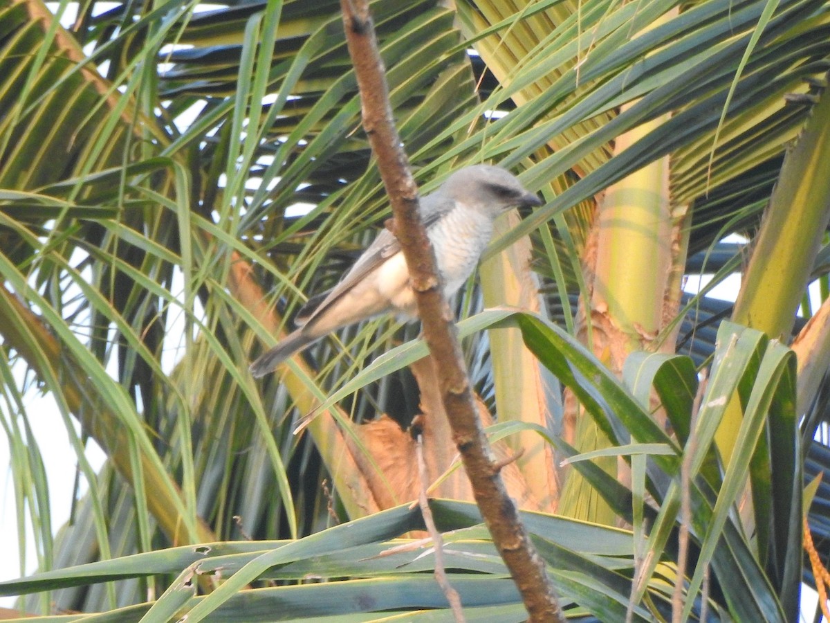 Large Cuckooshrike - Afsar Nayakkan