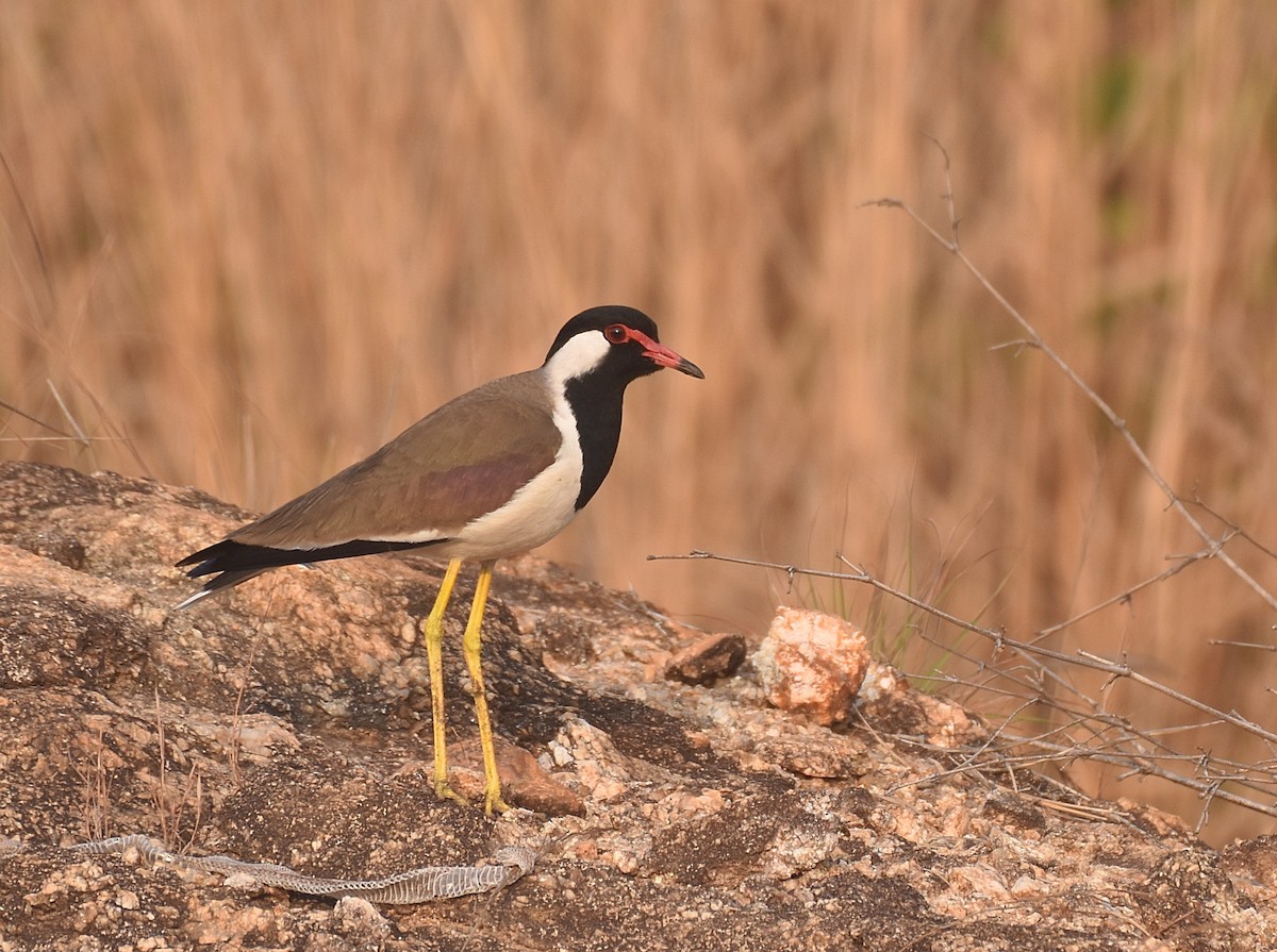 Red-wattled Lapwing - Dr Mohammed Umer  Sharieff