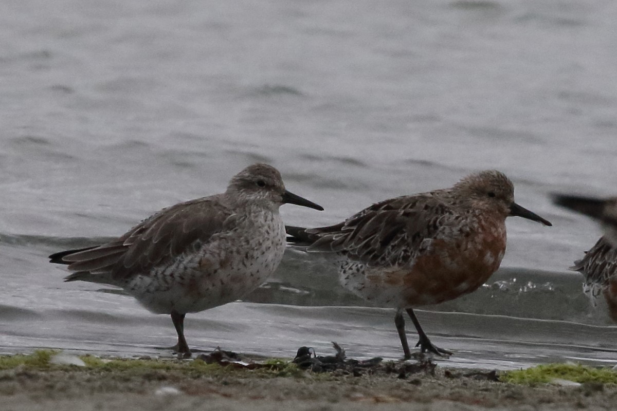 Red Knot - ML311001661
