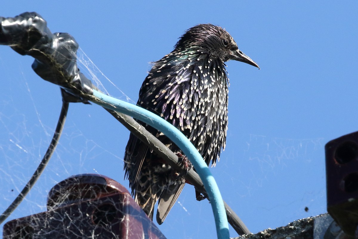 European Starling - Roly Pitts