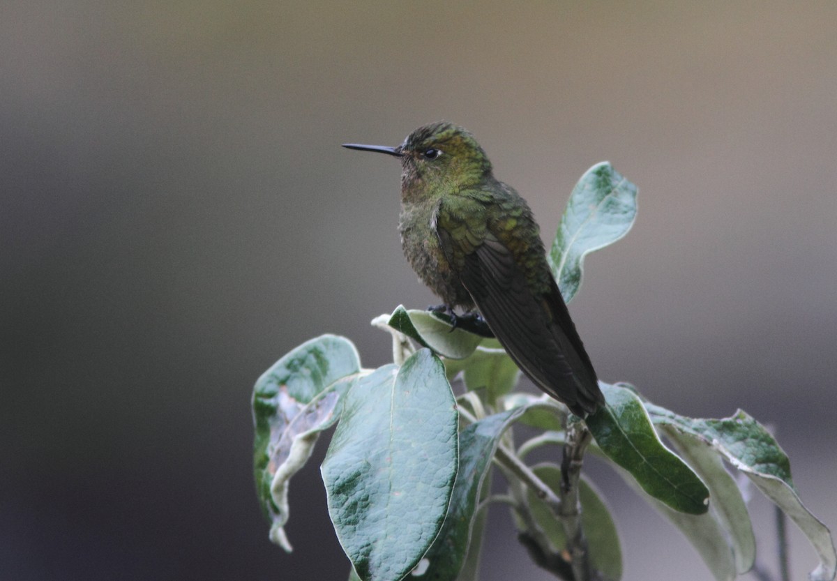 Fire-throated Metaltail - ML311007231
