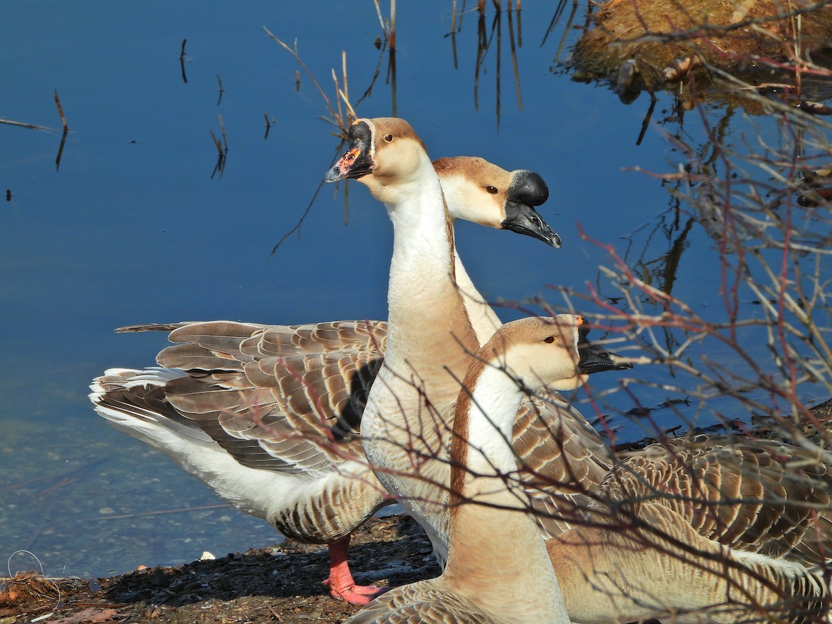 Swan Goose (Domestic type) - Aras Metin