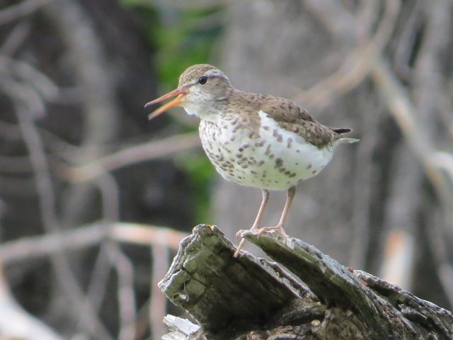 Spotted Sandpiper - Isaac  Denzer