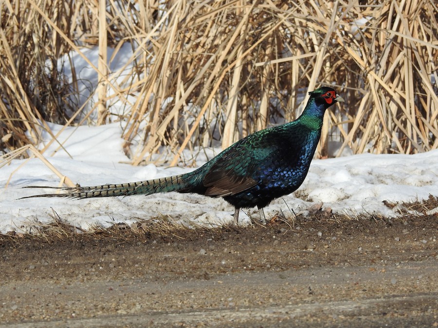 Faisán sp. - eBird