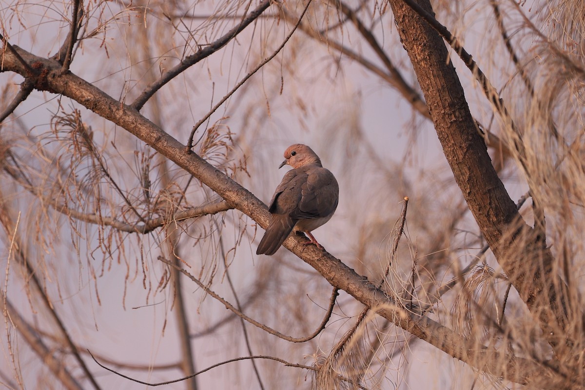 Laughing Dove - ML311019961