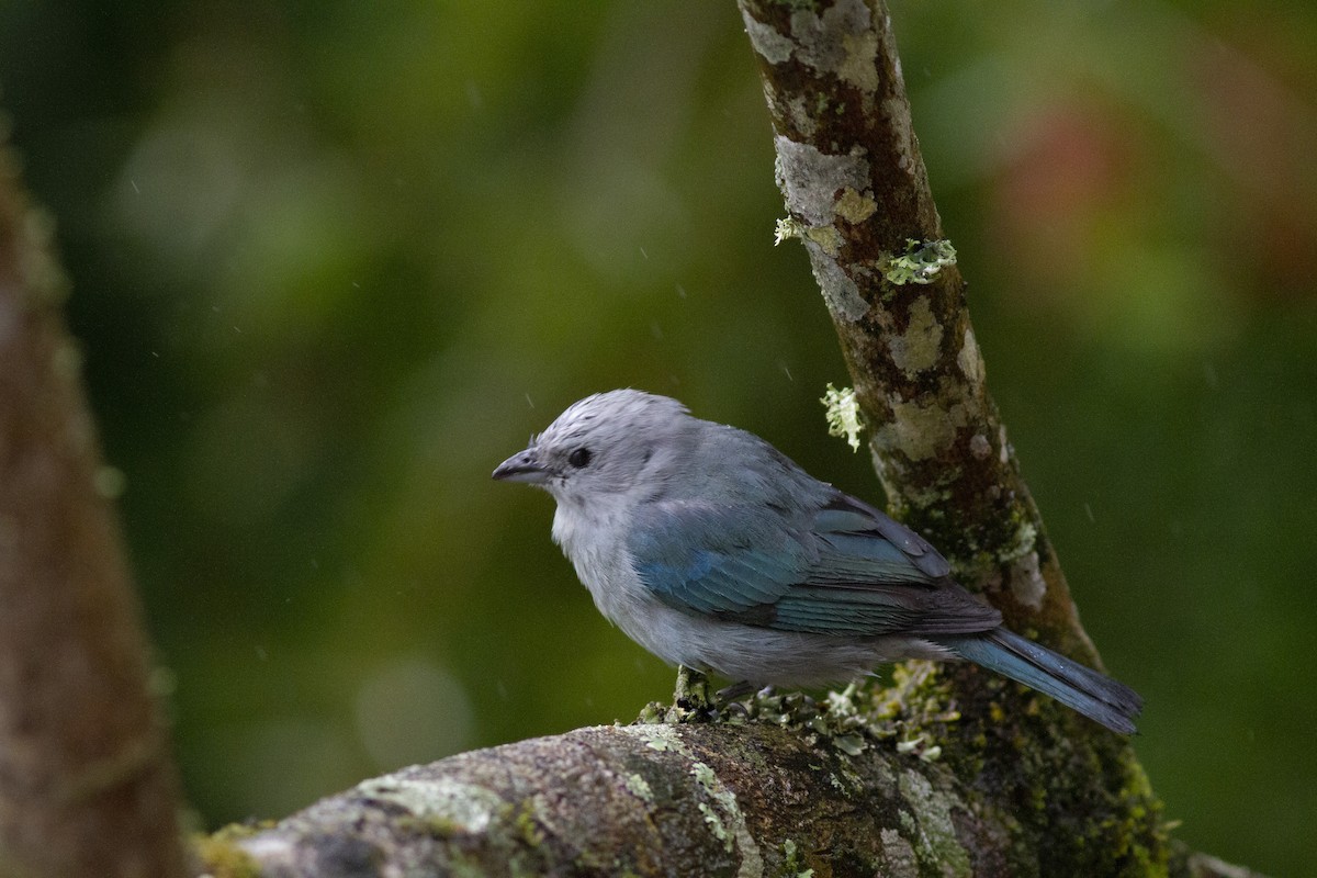 Blue-gray Tanager - ML311022951