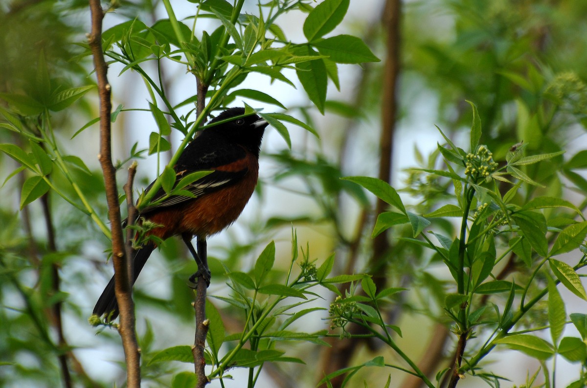 Orchard Oriole - David M. Bell