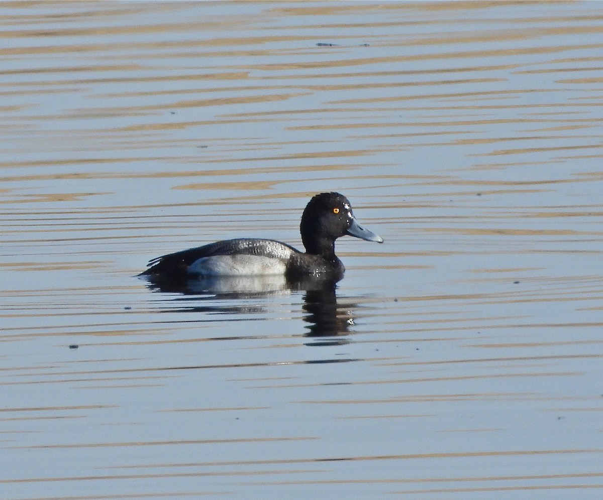Lesser Scaup - Pair of Wing-Nuts