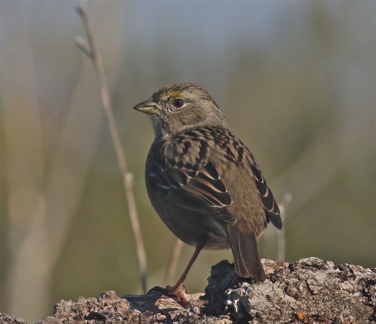 Golden-crowned Sparrow - ML311033071