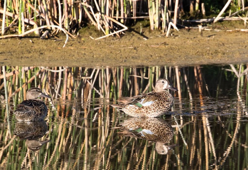 Green-winged Teal - ML31103421