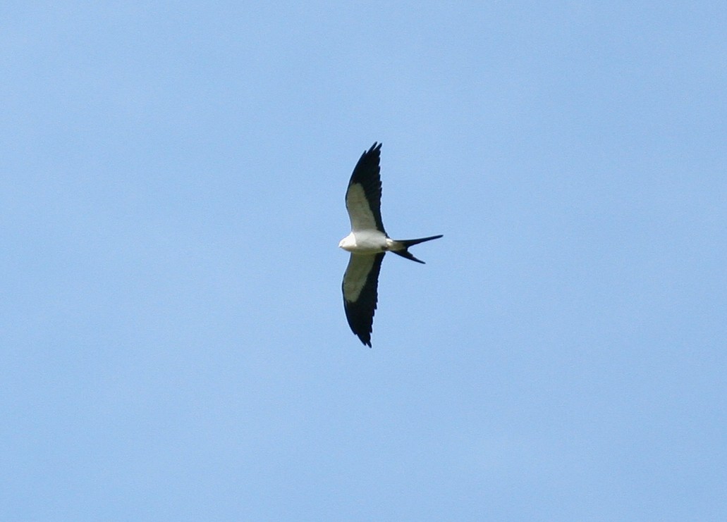 Swallow-tailed Kite - ML31103501