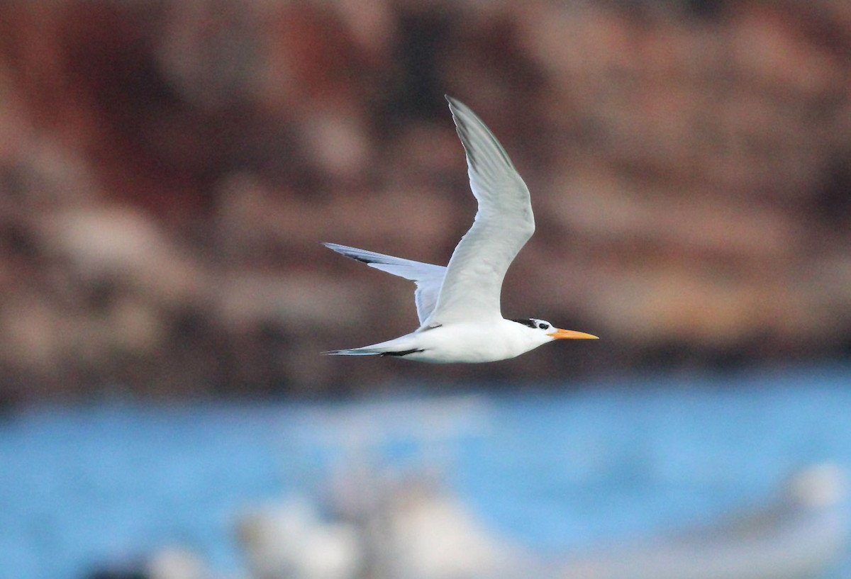 Lesser Crested Tern - Georg Schreier Birdwatching Algarve