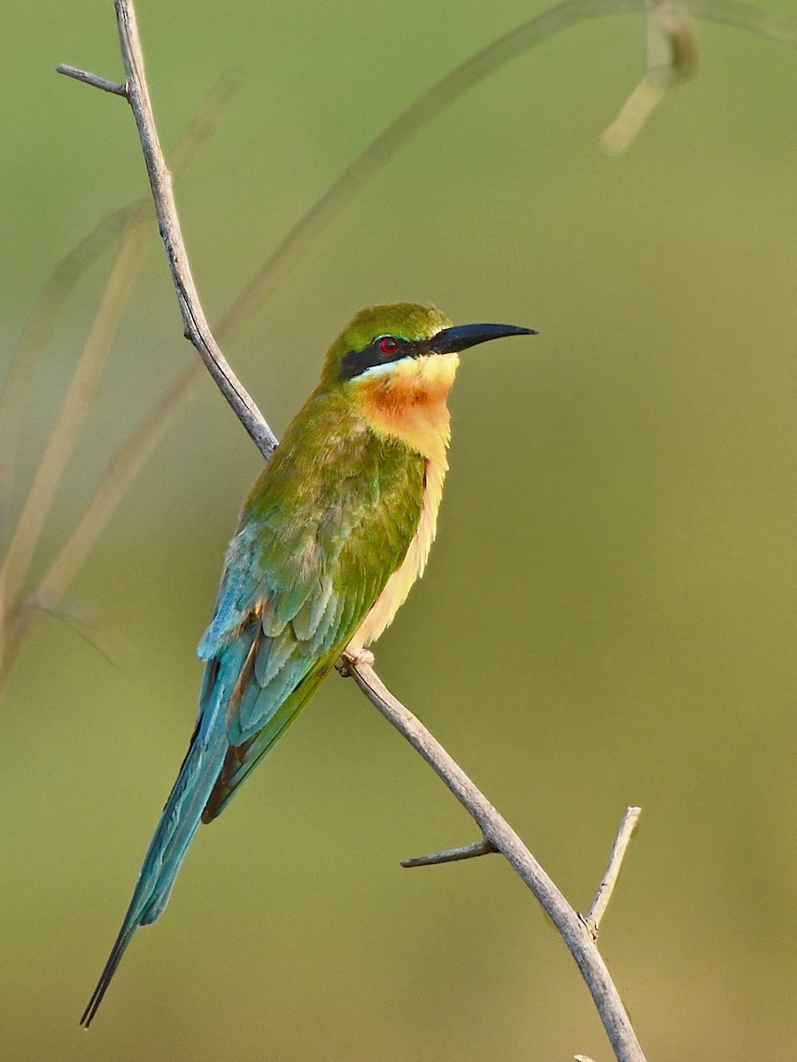 Blue-tailed Bee-eater - ML311044151