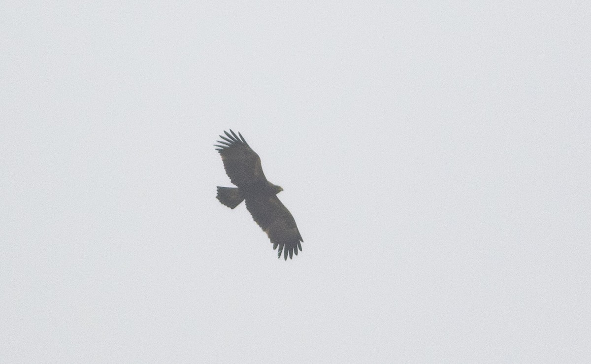 Indian Spotted Eagle - Rajdeep Mitra