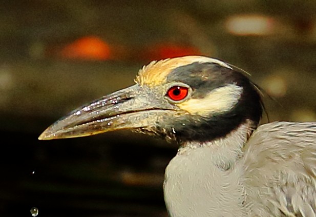Yellow-crowned Night Heron - ML311060321