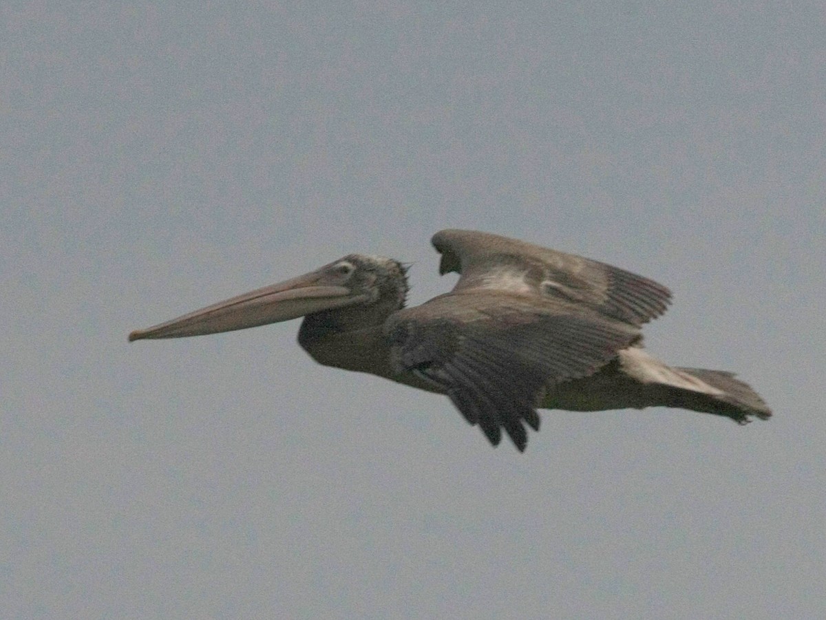Spot-billed Pelican - Debashis Chowdhury