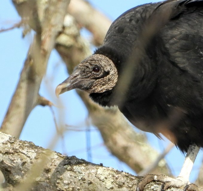 Black Vulture - Ronnie Clark